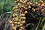 Capelli e Serenoa repens