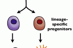 Staminali/progenitrici emopoietiche esprimono diversi recettori di ormoni sessuali