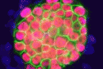 leggi tutto l'articolo Nuovo metodo per marcare e rilevare cellule CD34+ derivate dal cordone per il trapianto Nuovo metodo per marcare e rilevare cellule CD34+ derivate dal cordone per il trapianto