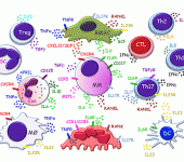 Staminali derivate dal cordone esercitano effetti trofici sulle cellule β