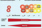 Cellule MA6+CD34+ correlano con un miglio attecchimento piastrinico post-trapianto