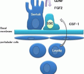 Vettore GDNF in sistemi cellulari a confronto per terapia genica di lesioni al midollo