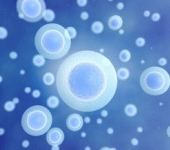 leggi tutto l'articolo Cellule staminali: cosa sono e come vengono classificate? Cellule staminali: cosa sono e come vengono classificate?