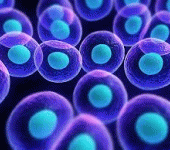 leggi tutto l'articolo Staminali mesenchimali e medicina rigenerativa: focus su disturbi muscolo-scheletrici Staminali mesenchimali e medicina rigenerativa: focus su disturbi muscolo-scheletrici
