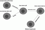 Differenziazione delle staminali cordonali umane in co-coltura con cellule epatiche murine