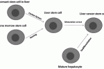leggi tutto l'articolo Differenziazione delle staminali cordonali umane in co-coltura con cellule epatiche murine Differenziazione delle staminali cordonali umane in co-coltura con cellule epatiche murine