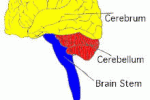 Staminali mesenchimali derivati ​​da cordone migliorano il recupero funzionale in cervello ischemico