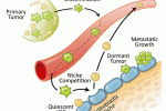 Cellule progenitrici endoteliali non sono rilevabili in sangue periferico e cordone sano