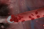 leggi tutto l'articolo Cellule staminali per la formazione di nuovi vasi Cellule staminali per la formazione di nuovi vasi