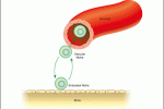 Analisi epigenetiche su staminali del cordone per studiare la perdita di attecchimento