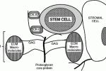 I residui 39-56 di Stem Cell Factor stimolano l'espansione di CD34+ cordonali