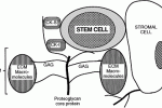 leggi tutto l'articolo I residui 39-56 di Stem Cell Factor stimolano l'espansione di CD34+ cordonali I residui 39-56 di Stem Cell Factor stimolano l'espansione di CD34+ cordonali