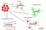 leggi tutto l'articolo Somministrazione di G-CSF in combinazione con il trapianto di cellule staminali nell'ictus Somministrazione di G-CSF in combinazione con il trapianto di cellule staminali nell'ictus