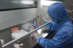 leggi tutto l'articolo Isolamento di cellule progenitrici endoteliali e applicazione terapeutica Isolamento di cellule progenitrici endoteliali e applicazione terapeutica