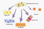 Staminali mesenchimali favoriscono migrazione in vitro di cellule MCF-7 e MDA-MB-231