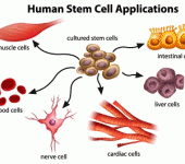 Un nuovo protocollo standardizzato per il banking delle cellule del cordone ombelicale