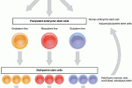 Nuovi marker per esplorare l'eterogeneità di progenitori ematopoietici nel sangue cordonale