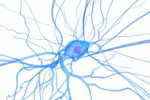 Staminali mesenchimali migliorano la neurodegenerazione del nervo femorale