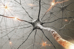 leggi tutto l'articolo G-CSF e Trapianto di Staminali da Cordone per il trattamento di traumi cerebrali G-CSF e Trapianto di Staminali da Cordone per il trattamento di traumi cerebrali
