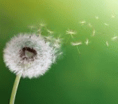 leggi tutto l'articolo Primavera soffioni ed allergie Primavera soffioni ed allergie