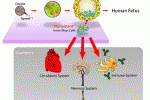 Trombocitopenia Immune: autoanticorpi antiaggreganti inibiscono la formazione del proplatelet