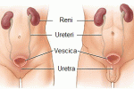 Anatomia e funzione della vescica