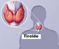 immagine grafica relativa alla ghiandola tiroide 