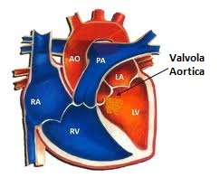 immagine grafica del cuore