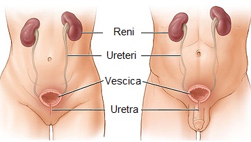 Grafico relativo all'apparato urinario maschile e femminile