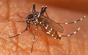 zanzara adagiata sulla pelle mentre punge