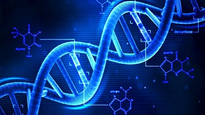 dna staminali