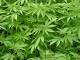 Cannabis, ecco l'ormone che blocca la dipendenza - Italiaglobale.it