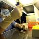 Influenza A: allarme Fao, in Cina aumentano i casi - AGI - Agenzia Giornalistica Italia