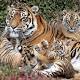 Entro il 2050 440 specie di animali potrebbero essere estinte - MondialiBrasile.com