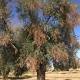 Dalla Puglia in Europa, il flagello Xylella ora fa paura - La Repubblica