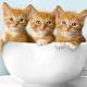 Gatti dottori scoprono il tumore della padrona - Benessere - Guidone.it