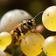 Vespe e calabroni: senza di loro impossibile fare il vino - Corriere della Sera