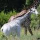 Tanzania, immortalata una giraffina bianca: è scattato il toto-nome Foto - TGCOM
