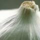 L'aglio è un antibiotico naturale - Italiasalute.it
