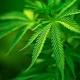 Cannabis terapeutica, in Toscana da aprile via libera all'uso - Impronta Unika