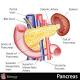 Tumore pancreas, rimborsabile nuova terapia in nanoparticelle - La Repubblica