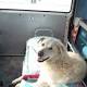 Nasce l'Enpa: l'ambulanza per i nostri animali - News 24 Games