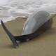 Cetacei spiaggiati – A Genova un centro europeo - Liguria Oggi