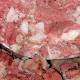 Allarme Listeria, salumificio bloccato per sospetta contaminazione del batterio killer - Stadio24.com
