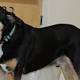 Frankie, l'infallibile cane 'fiuta-tumori' - Diregiovani