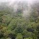 Sos Amazzonia, con la morte degli alberi fatica ad assorbire CO2 - Tiscali