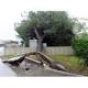 Caduta alberi, 1000 esemplari a rischio in città: partono i controlli ... - Vivere Pescara