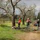 Ue: abbattere olivi colpiti da Xylella. Avanti latte e bio - ANSA.it