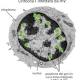 Lotta all'Aids, ricerca italiana svela dove il virus Hiv si nasconde ... - TGCOM