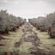 Xylella: studio conferma connessione con disseccamento ulivi - AGI - Agenzia Giornalistica Italia